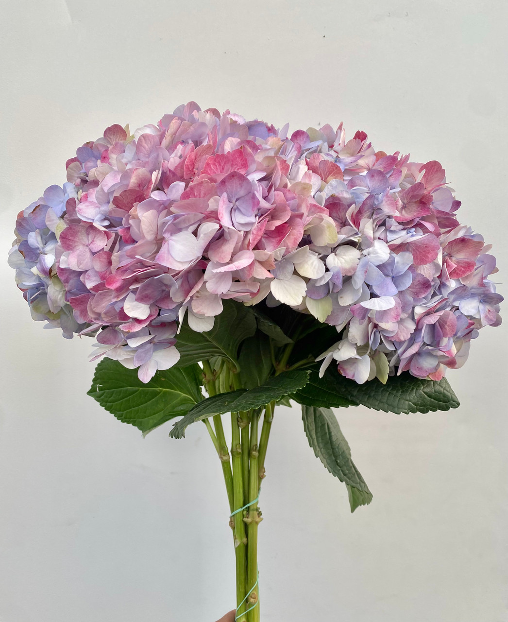 Hydrangea Kashmir - 5st. - Ramirez Wholesale Flowers Inc