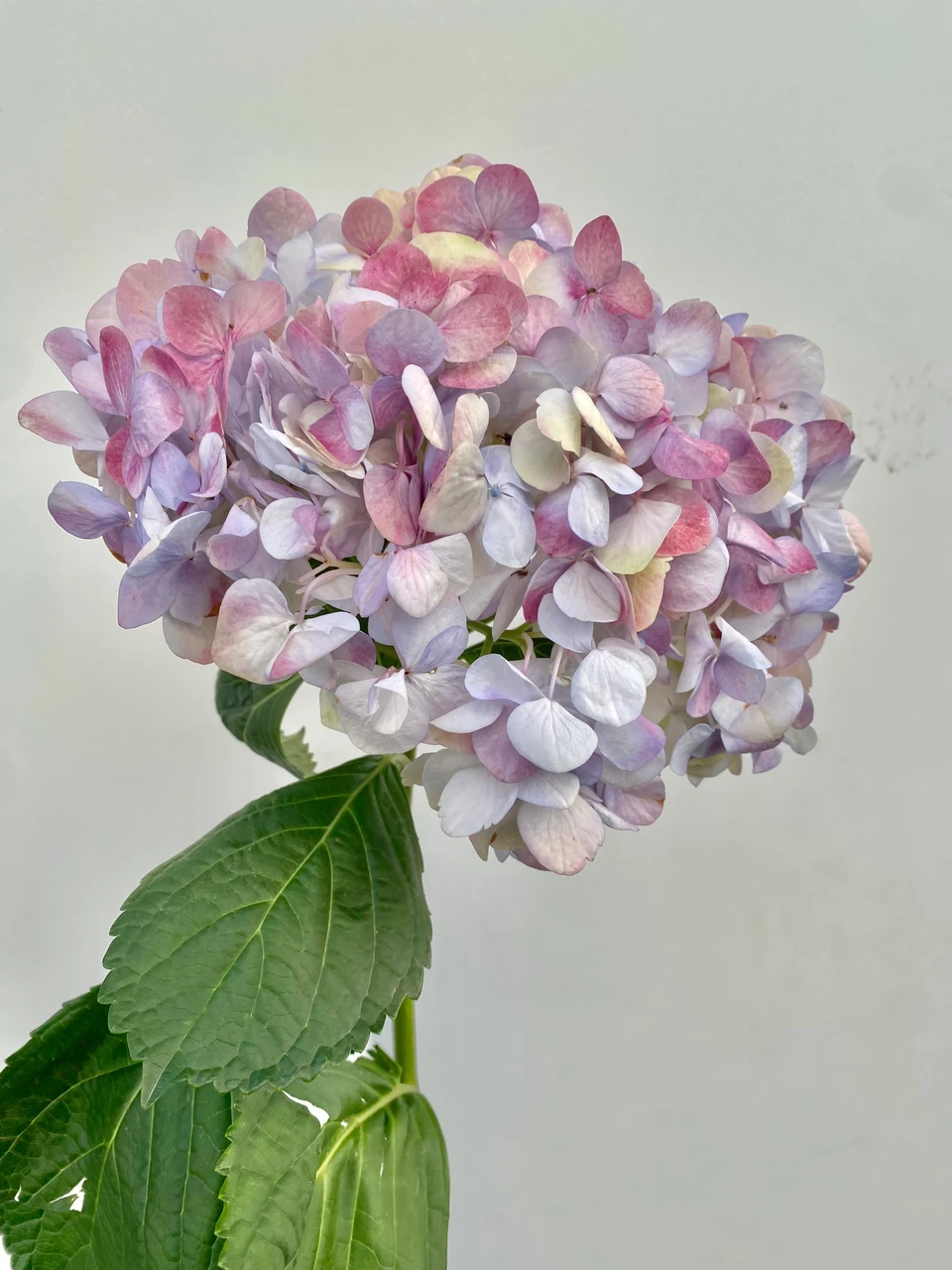 Hydrangea Kashmir - 5st. - Ramirez Wholesale Flowers Inc