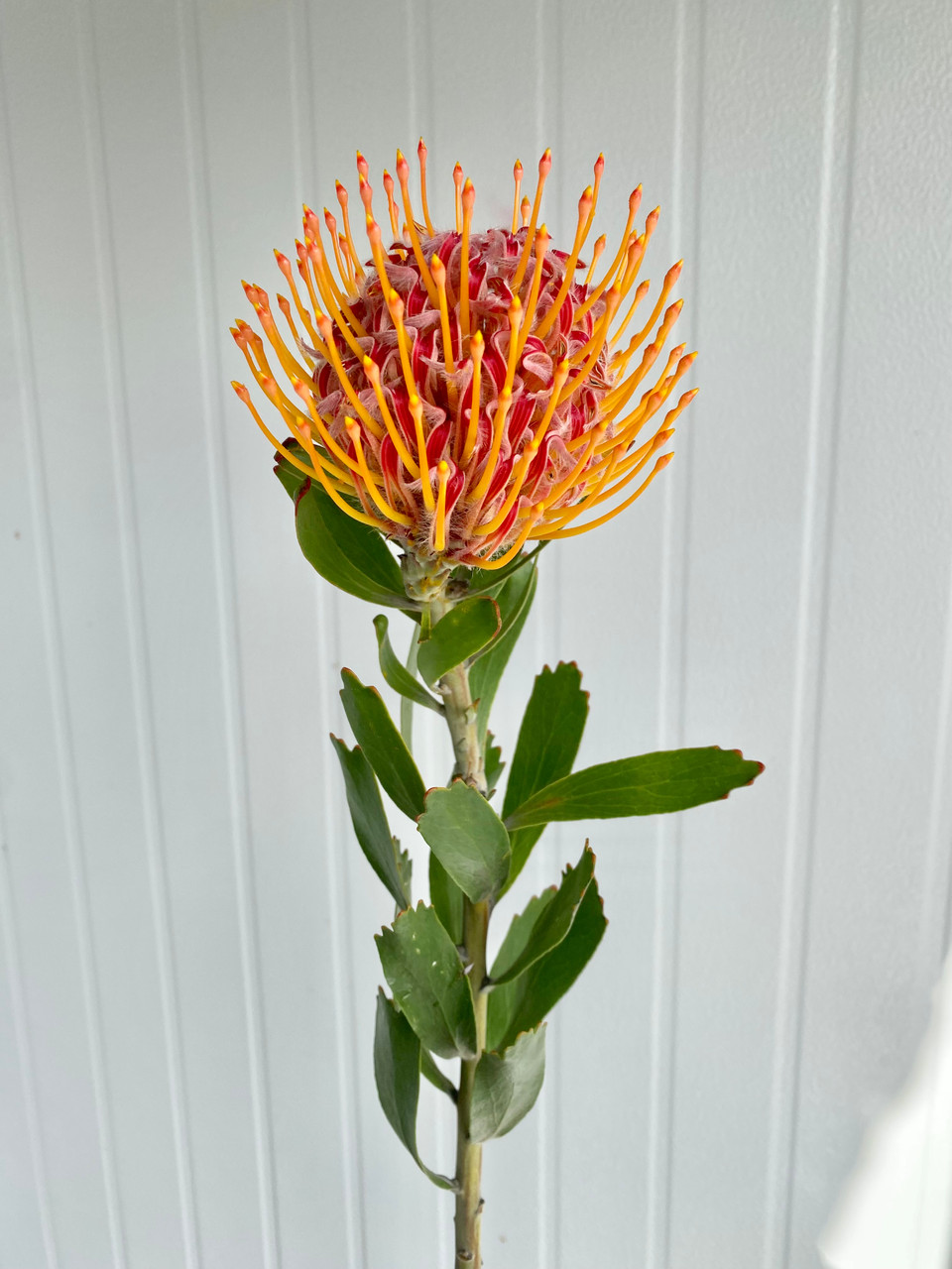 Pincushion Protea Orange Ca-Grown (Red Center) - 1st. - Ramirez
