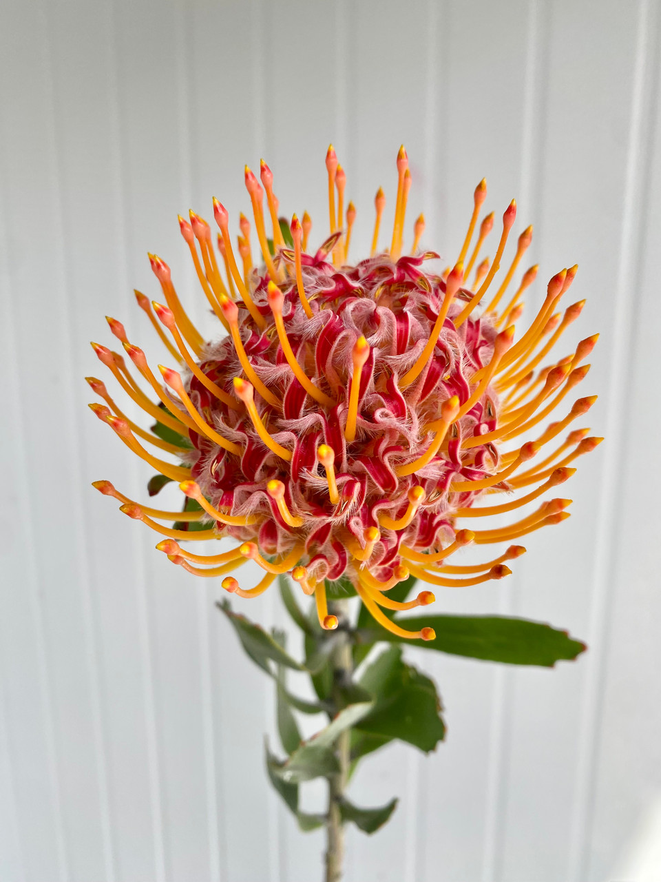 Pincushion Protea Orange Ca-Grown (Red Center) - 1st. - Ramirez