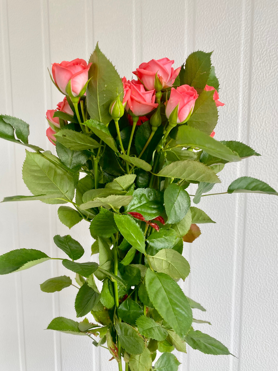 Garden Spray Rose Nemo Ca-Grown - 8st. - Ramirez Wholesale