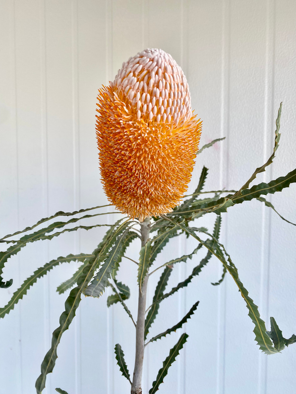 mimosa tenuiflora plant Mimosa Tenuiflora Seeds main image 1