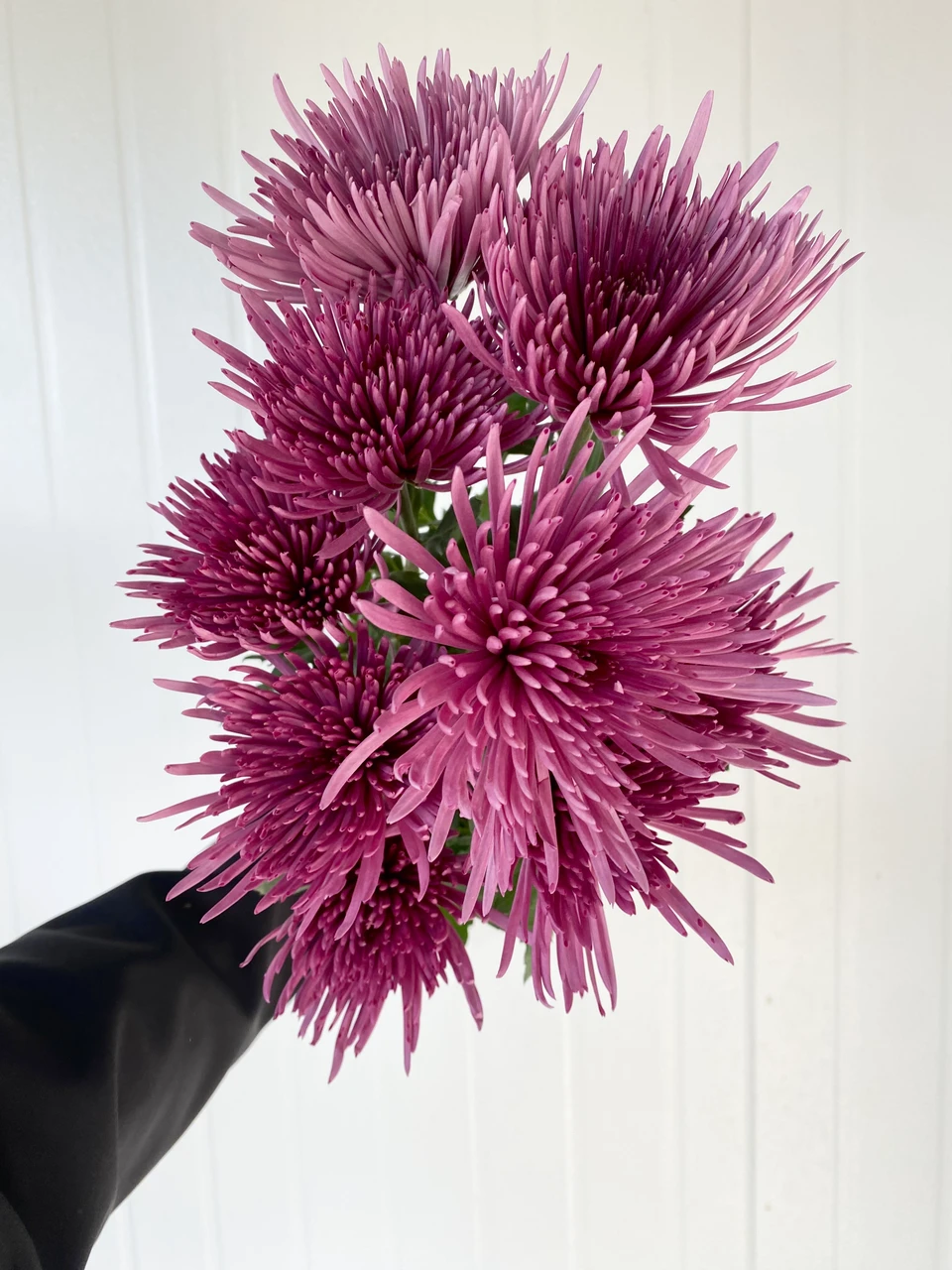 Spider Mum Purple - 10st. - Ramirez Wholesale Flowers Inc