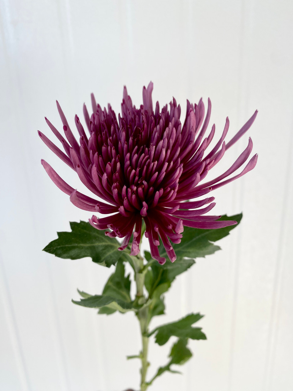 Spider Mum Purple - 10st. - Ramirez Wholesale Flowers Inc