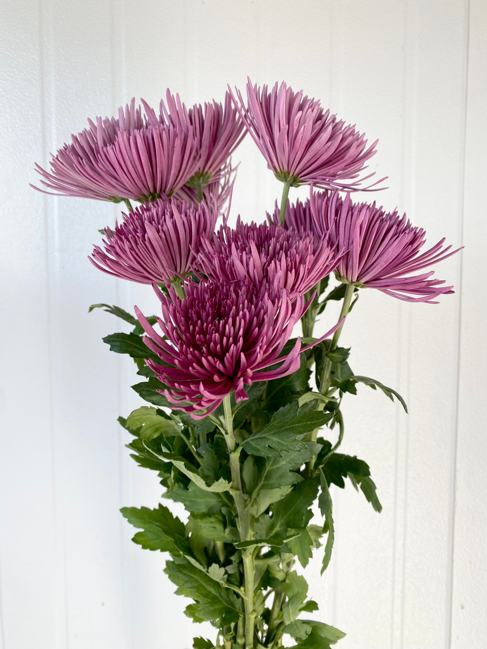 Spider Mum Purple - 10st. - Ramirez Wholesale Flowers Inc