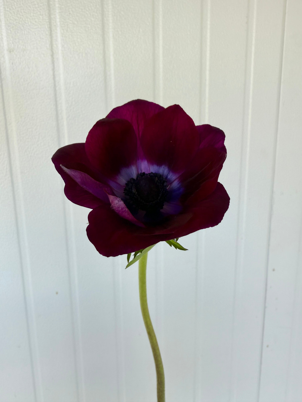 Anemone Mistral Burgundy - 10st. - Ramirez Wholesale Flowers Inc