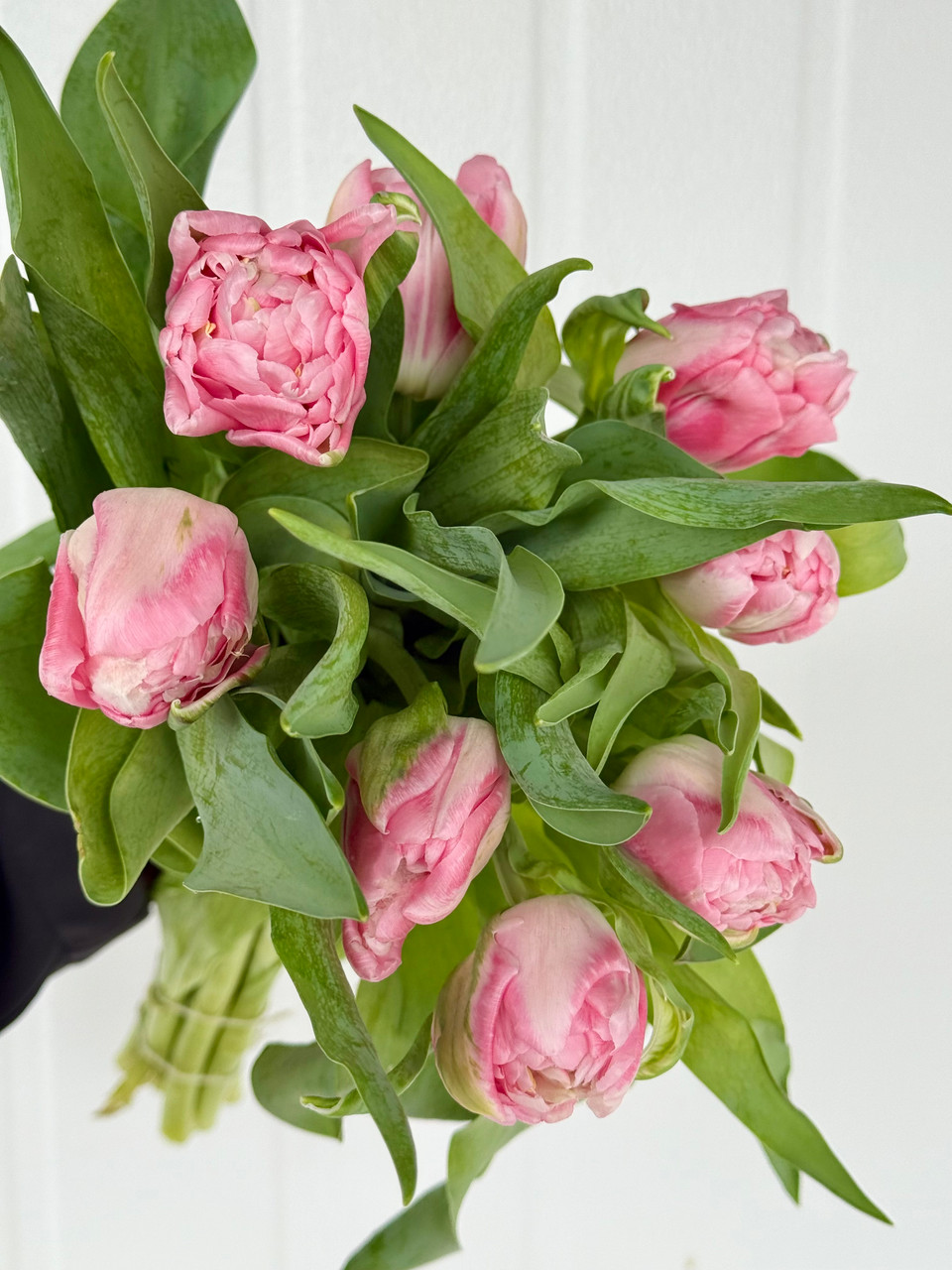 Tulip Double Pink Delight - 10st. - Ramirez Wholesale Flowers Inc