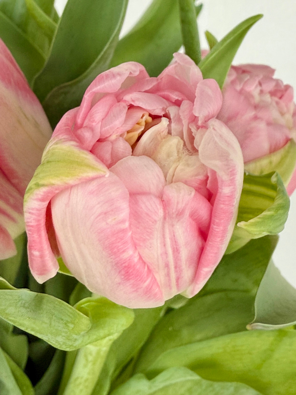 Tulip Double Pink Delight - 10st. - Ramirez Wholesale Flowers Inc
