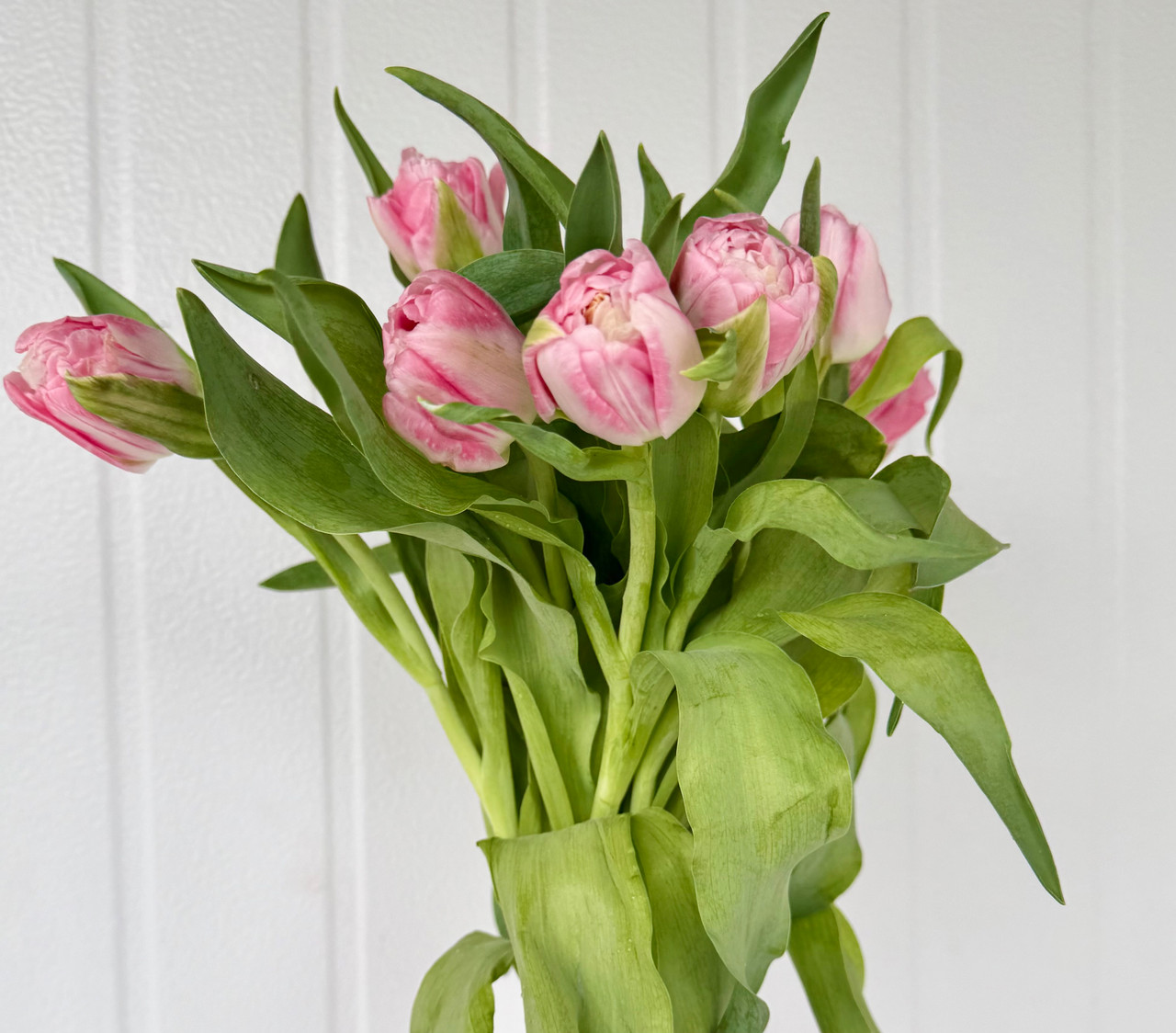 Tulip Double Pink Delight - 10st. - Ramirez Wholesale Flowers Inc