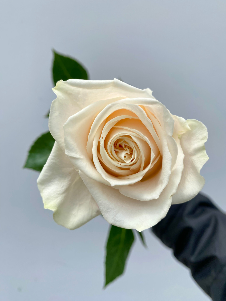 Creamy White Vendela Rose