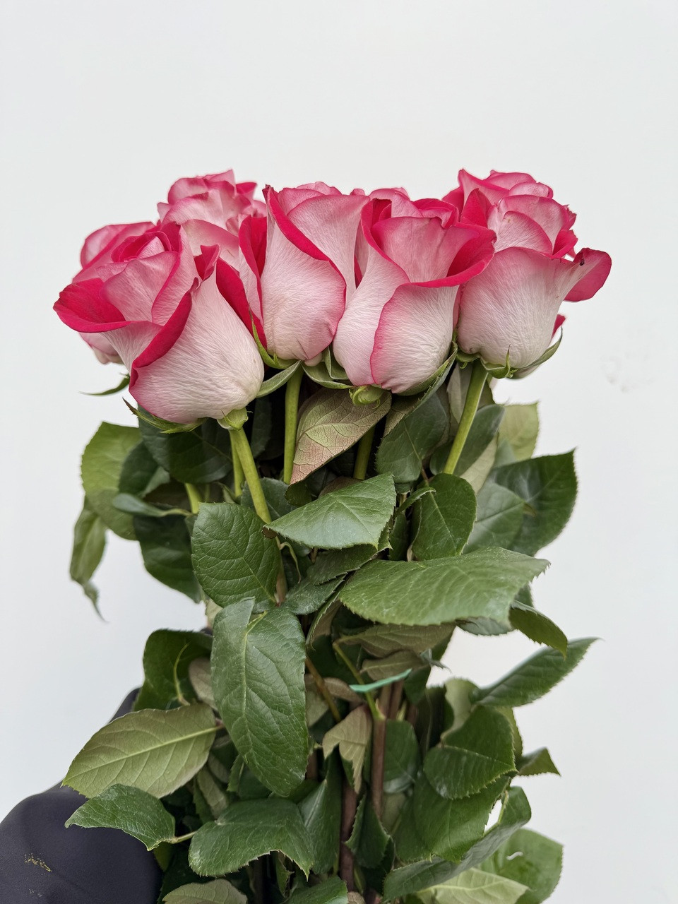 Bluez Roses - 25st. - Ramirez Wholesale Flowers Inc