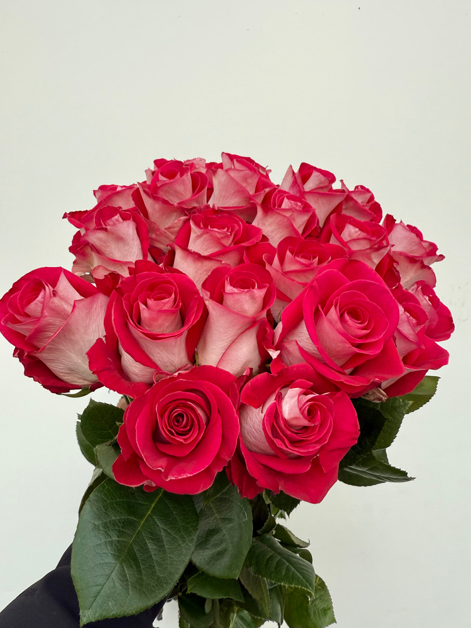 Bluez Roses - 25st. - Ramirez Wholesale Flowers Inc