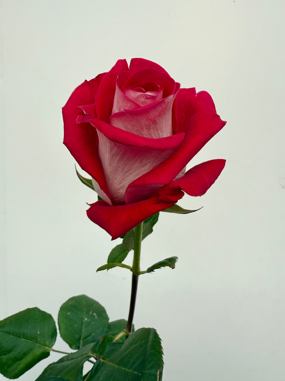 Bluez Roses - 25st. - Ramirez Wholesale Flowers Inc