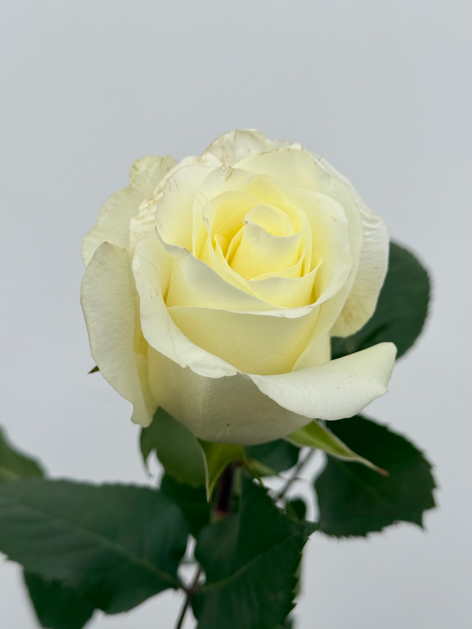 その他 rose Buy Wholesale Dark X-Pression Garden Rose in Bulk - FiftyFlowers