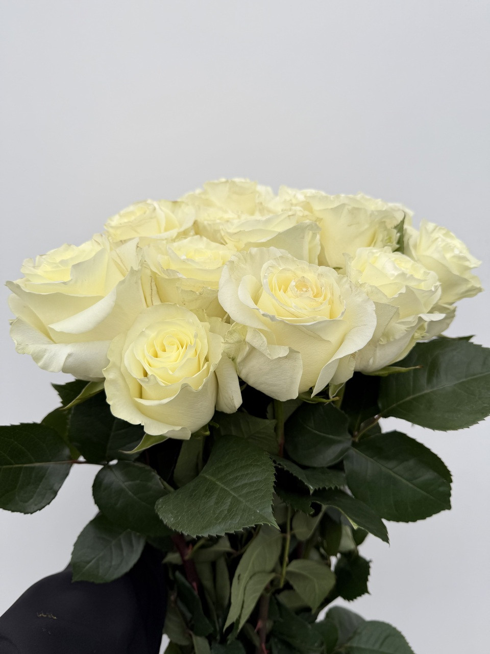 First Lady Rose - 25st. - Ramirez Wholesale Flowers Inc