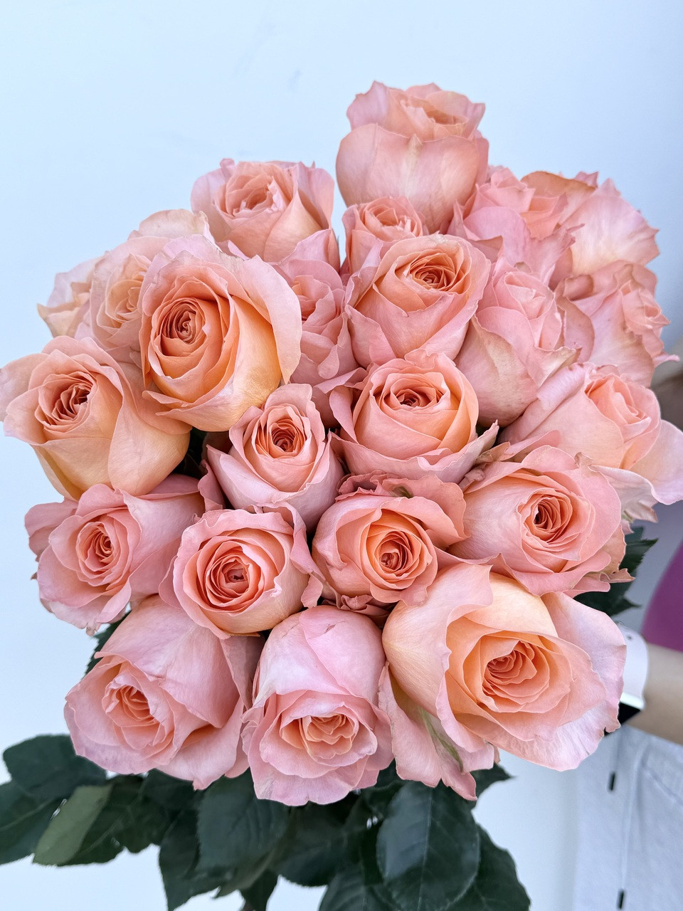 Coral Reef Roses - 25st. - Ramirez Wholesale Flowers Inc