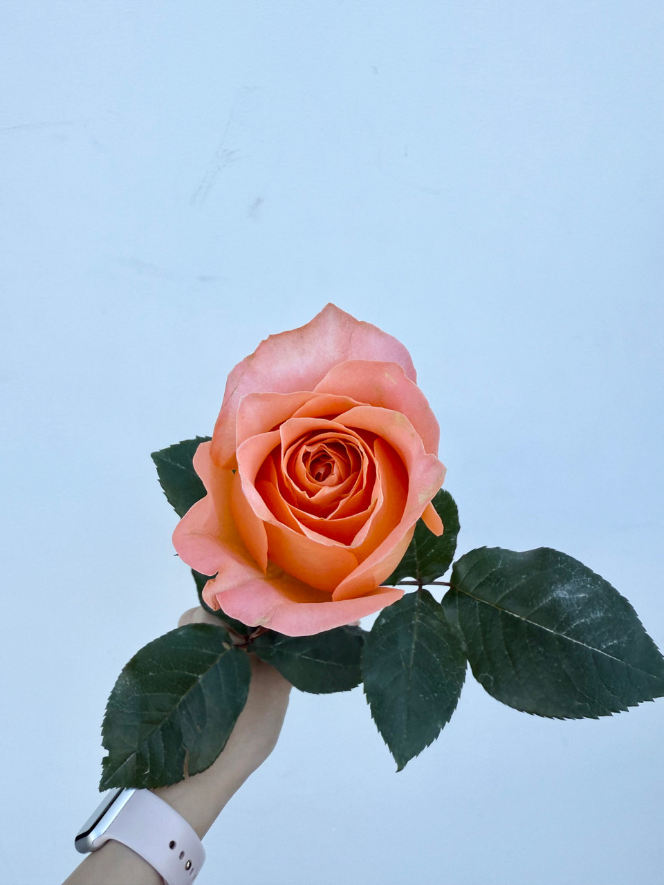 Coral Reef Roses - 25st. - Ramirez Wholesale Flowers Inc
