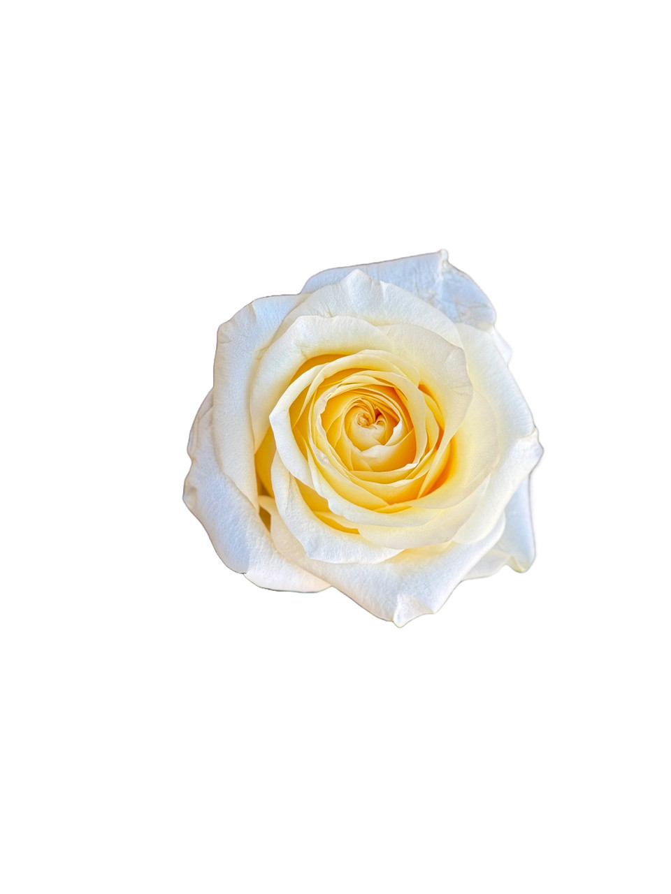 Candlelight Roses - 25st. - Ramirez Wholesale Flowers Inc
