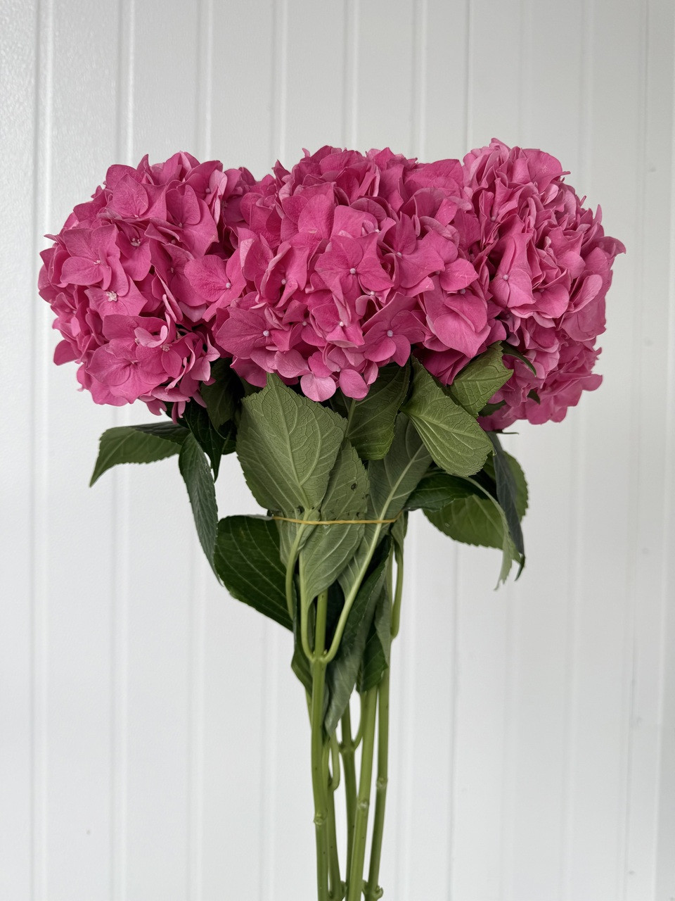 Hydrangea4936　0705 Hydrangeas Rodeo Pink - 5st. - Ramirez Wholesale Flowers Inc