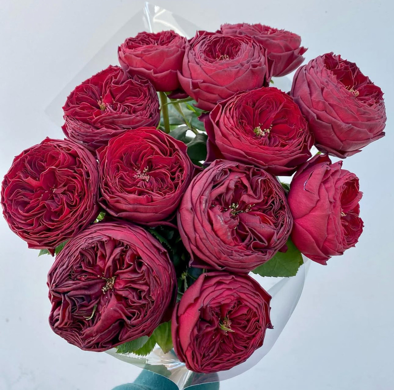 Grand Jubilee Garden Roses - 12st - Ramirez Wholesale Flowers Inc