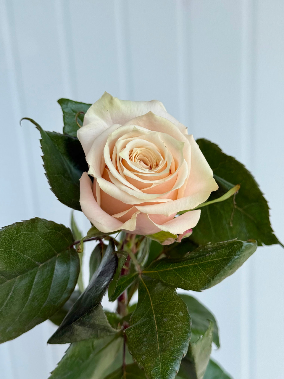 Champagner Roses - 25st. - Ramirez Wholesale Flowers Inc