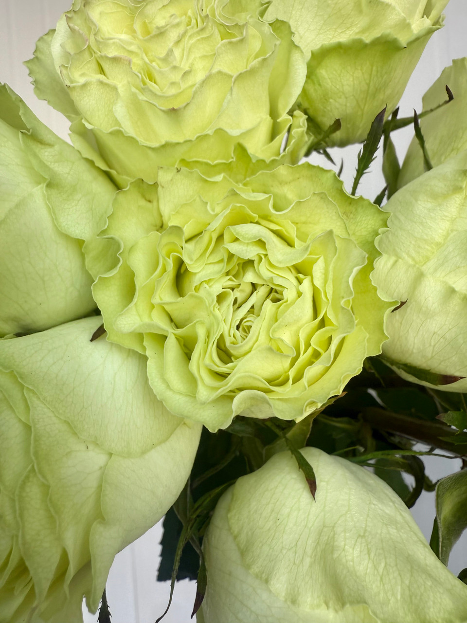 Lemonade Rose - 25st - Ramirez Wholesale Flowers Inc