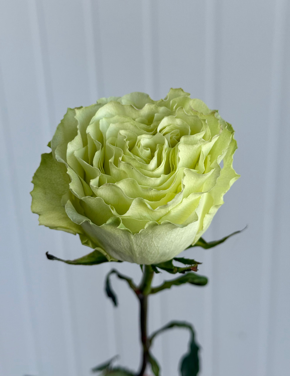 Lemonade Rose - 25st - Ramirez Wholesale Flowers Inc