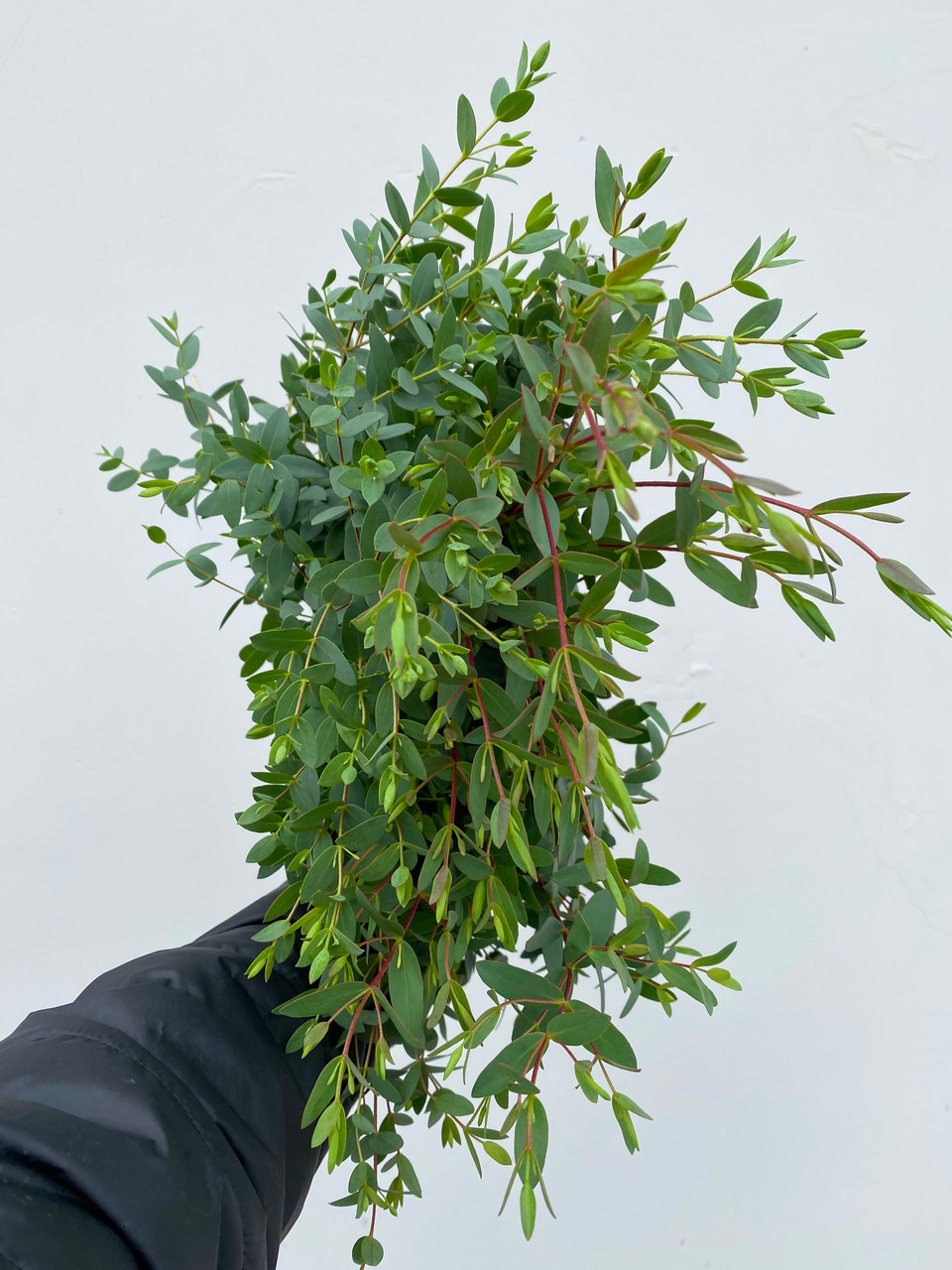 Gunni Eucalyptus CA-Grown - 10 stems