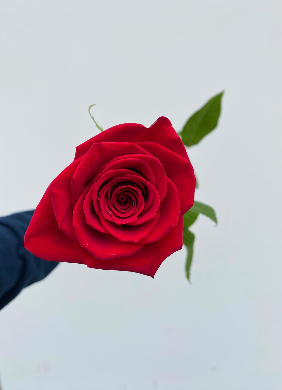 Freedom Roses (Red) - 25 stems