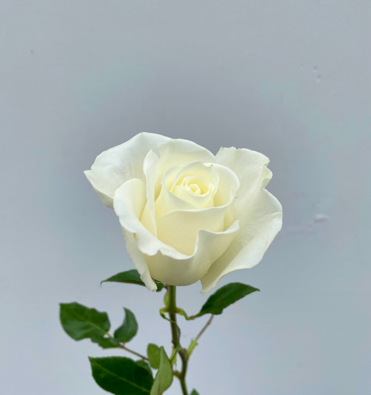 Offen【Reborn project】ROSE-pointed /WHITE SPJ272, Cocotte 可爱瓷, Japanese Shrub rose, Non-Grafted/Own