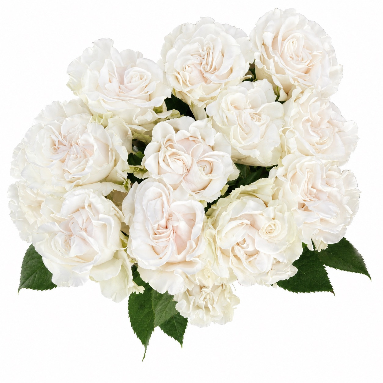 Cotton X-Pression Roses - 25st. - Ramirez Wholesale Flowers Inc