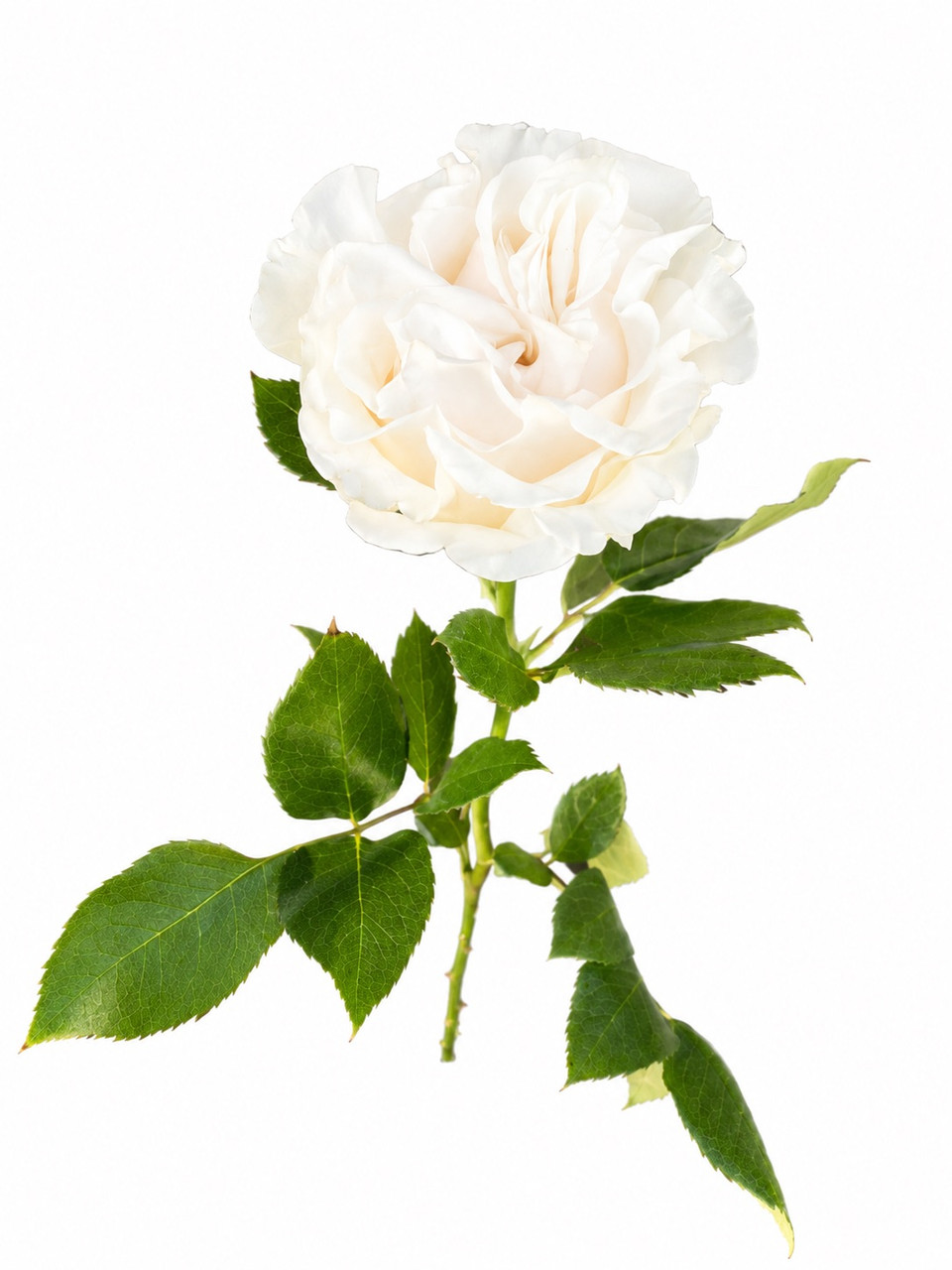UNCOLORS「ROSE #02」S Cotton X-Pression Roses - 25st. - Ramirez Wholesale Flowers Inc