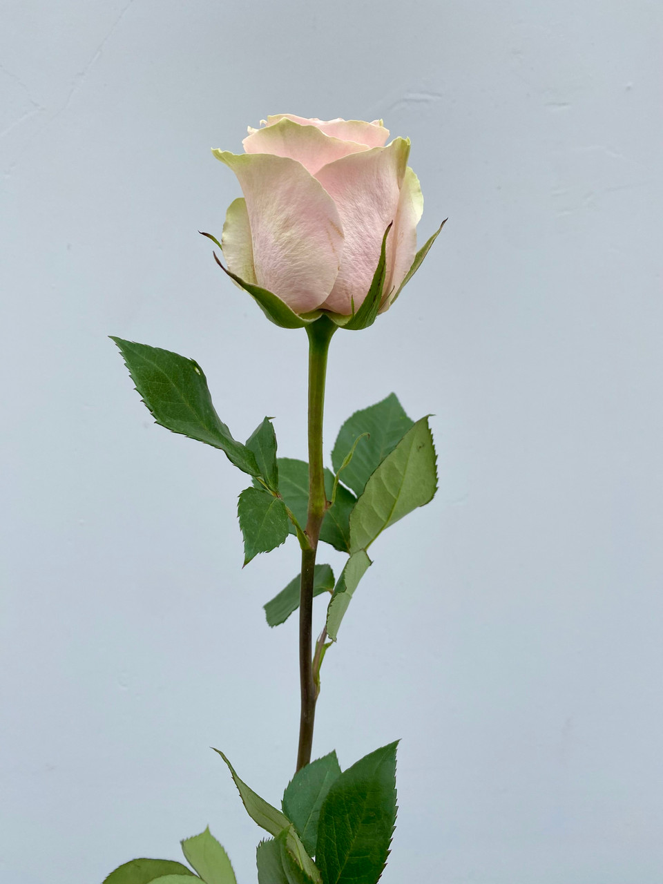 Frutetto Rose - 25 stem