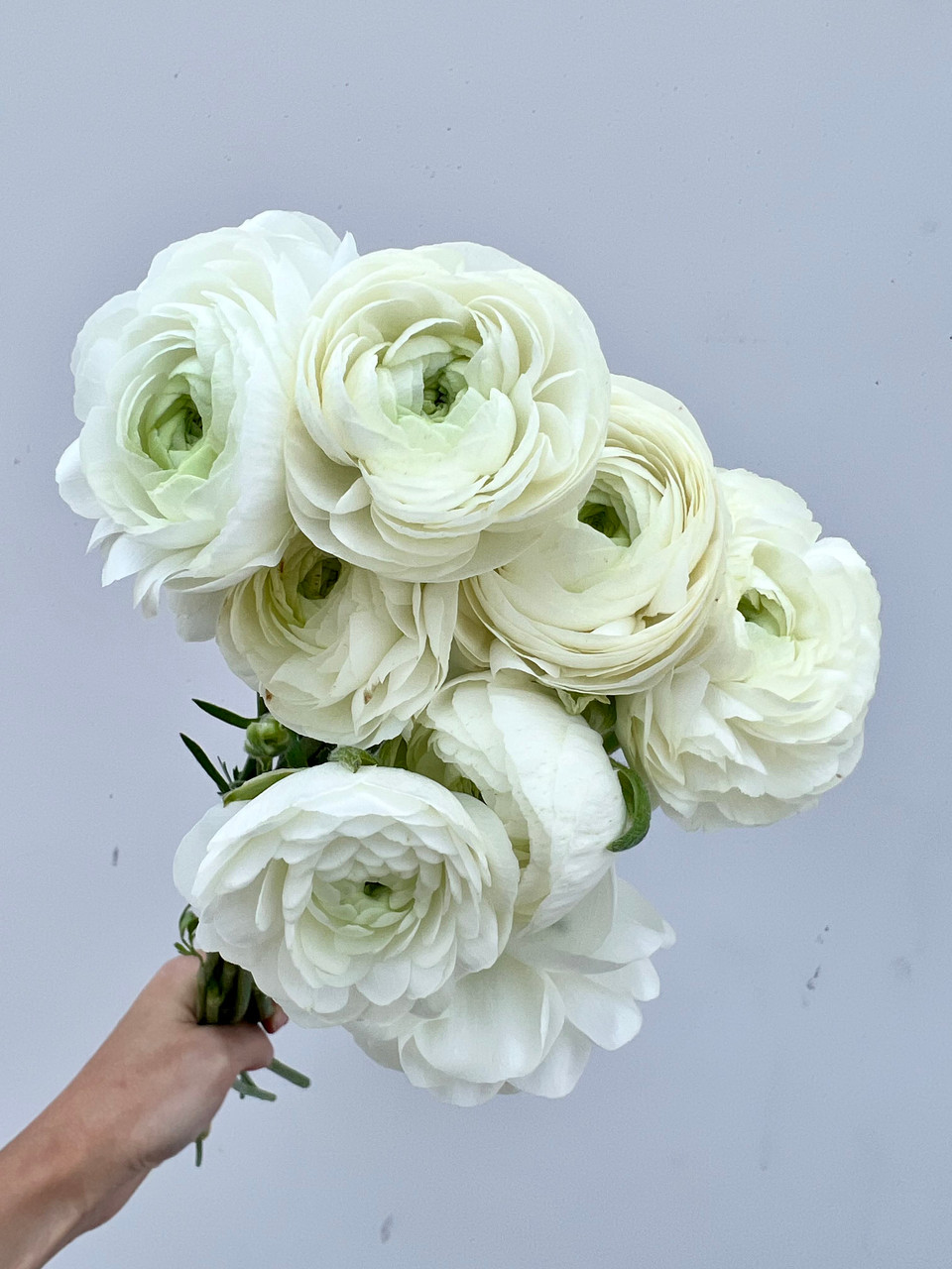 White ranunculus shop