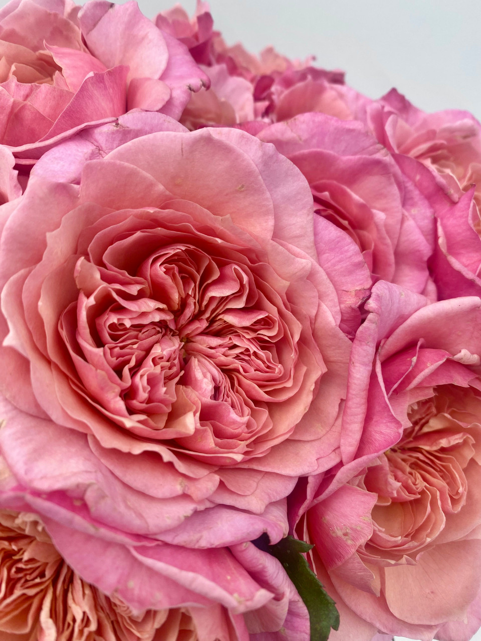 古箏（rose rosaさん専用） Wabara Miyabi Garden Roses CA-Grown - 12 stems