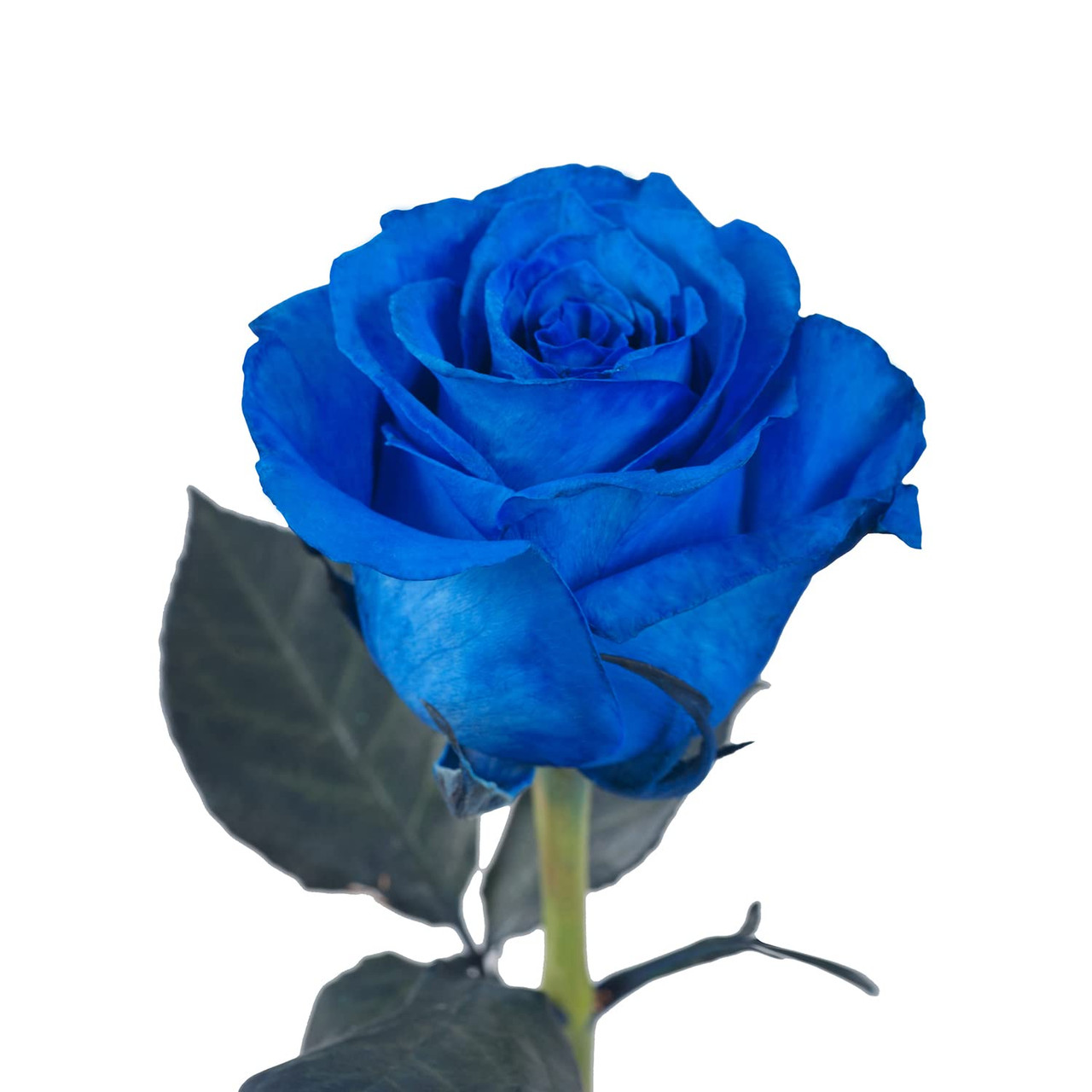 Blue Ecuadorian Roses | Ramirez Wholesale