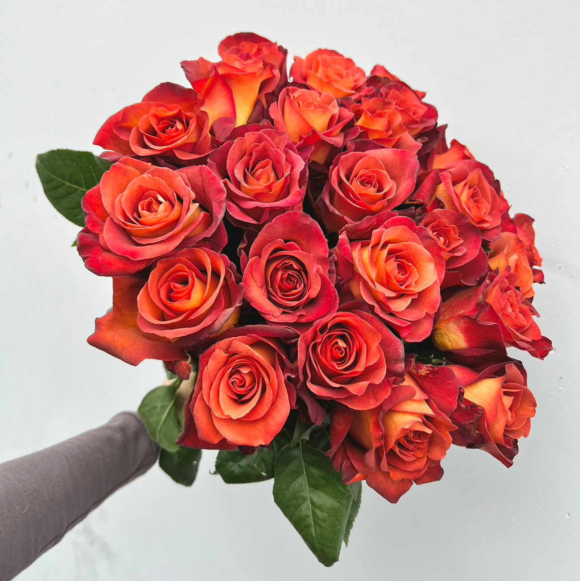 Coffee Break Roses | Ramirez Wholesale