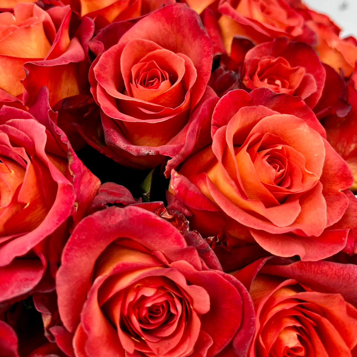 Coffee Break Roses | Ramirez Wholesale