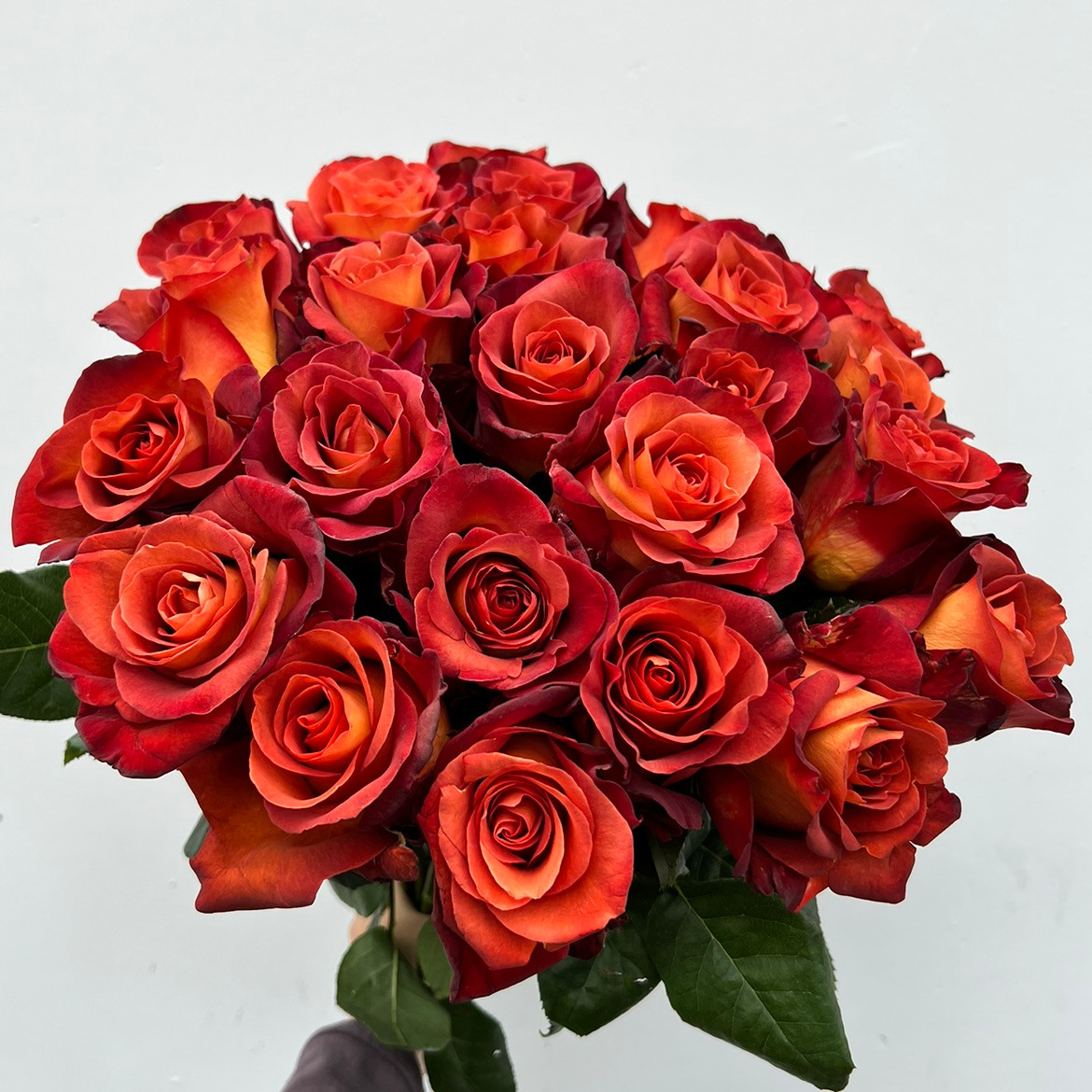 Coffee Break Roses | Ramirez Wholesale