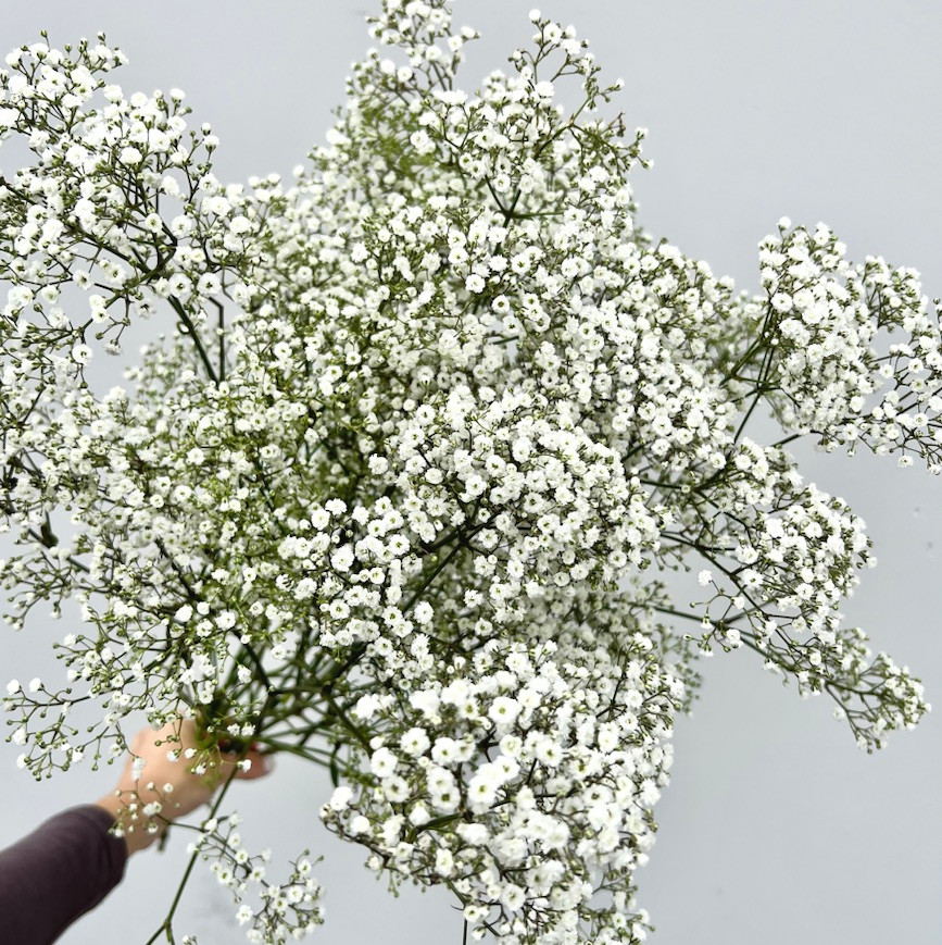 B.C...SALE 　gypsohila Flower Knit Million Star Gypsophilia (Baby's Breath) | Ramirez Wholesale