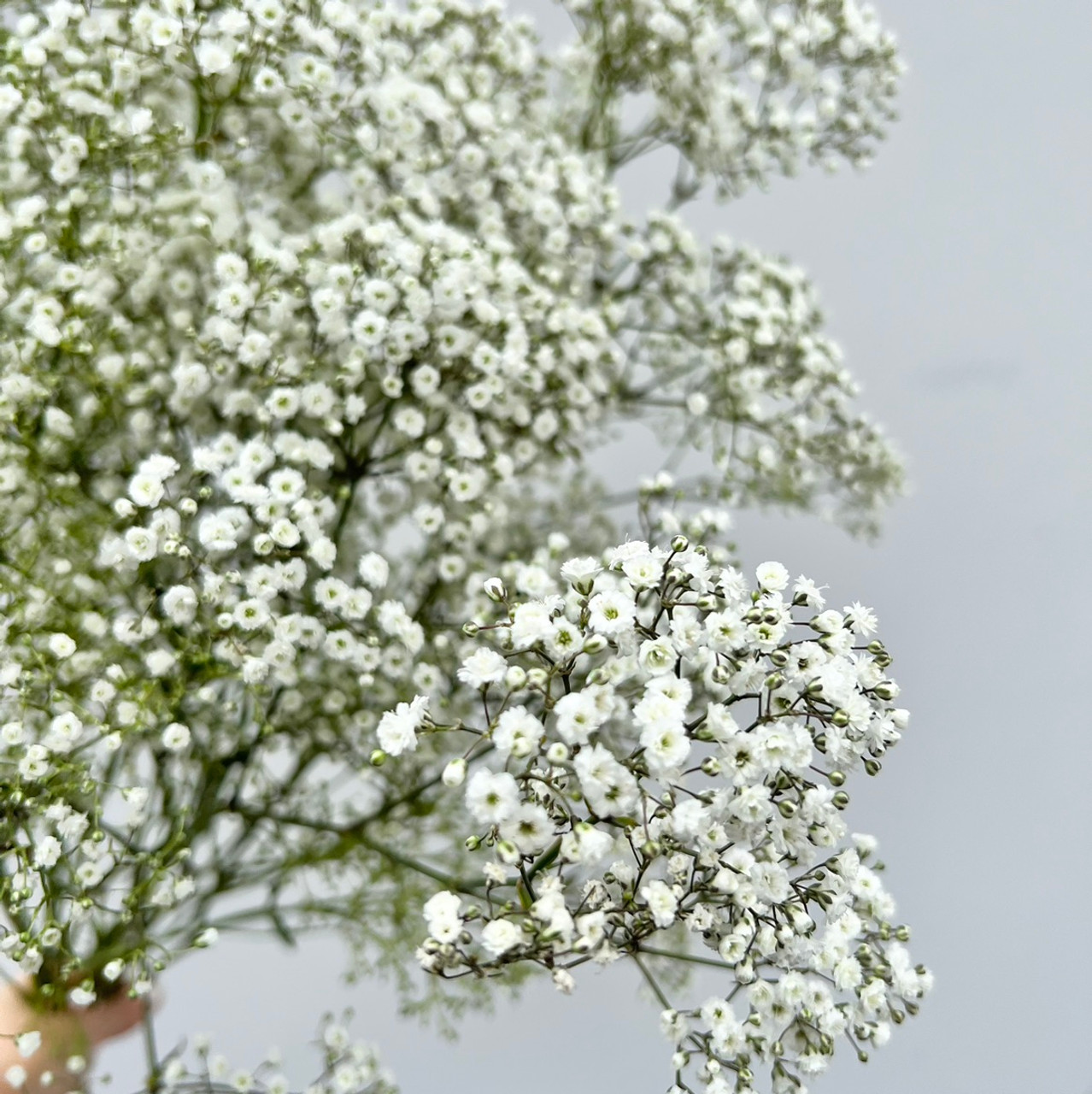 Babys Breath Baby's Breath Bouquet Babys Breath Fresh Baby's Breath Flower  Bouquet Million Star Flower Flower Bouquet Plants 