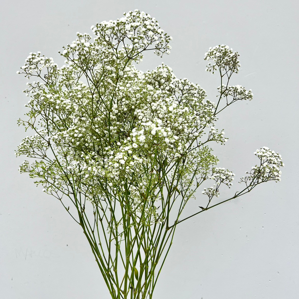Million Star Gypsophilia (Baby's Breath) | Ramirez Wholesale