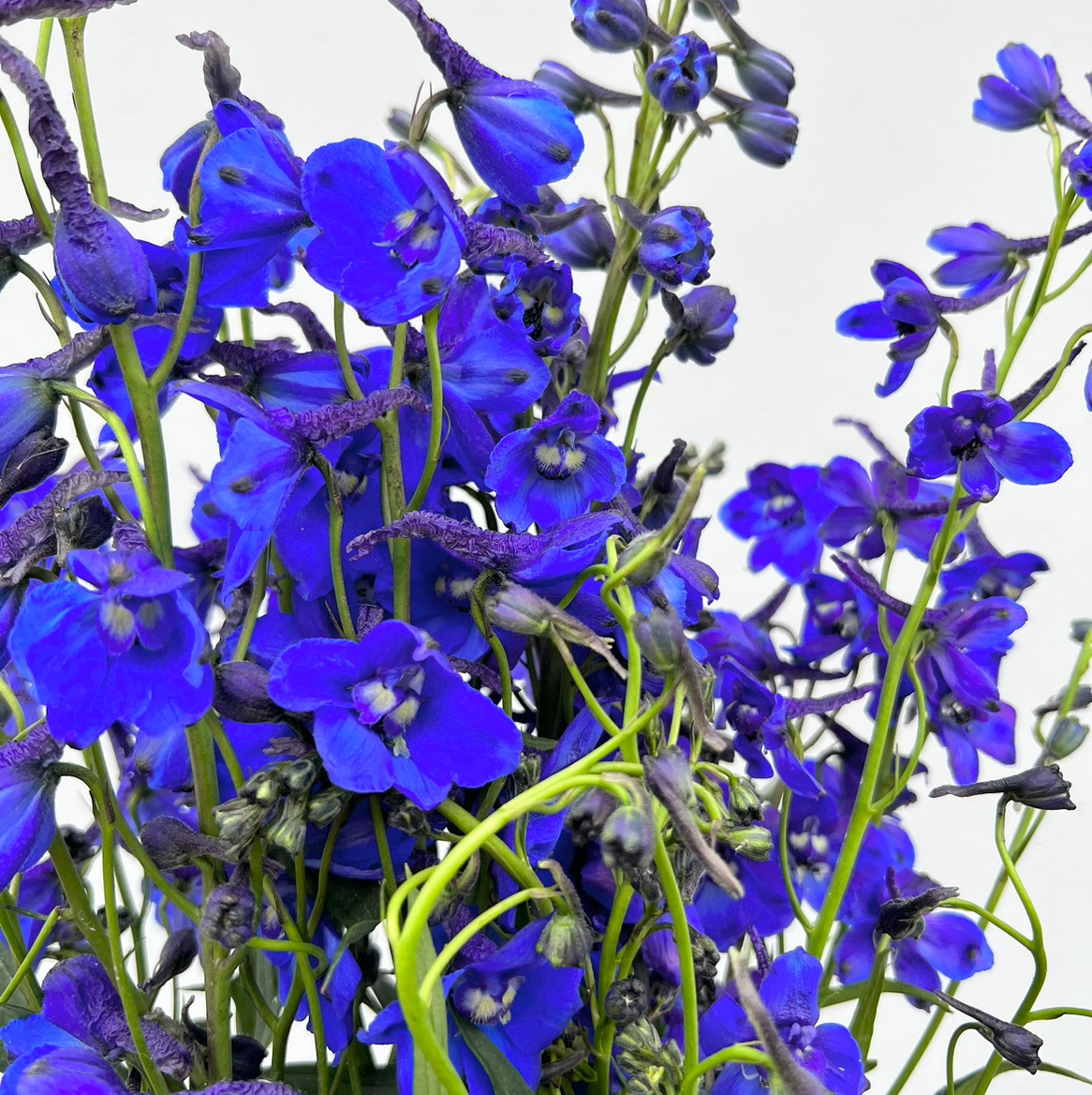 Dark Blue CA-Grown Delphinium | Ramirez Wholesale