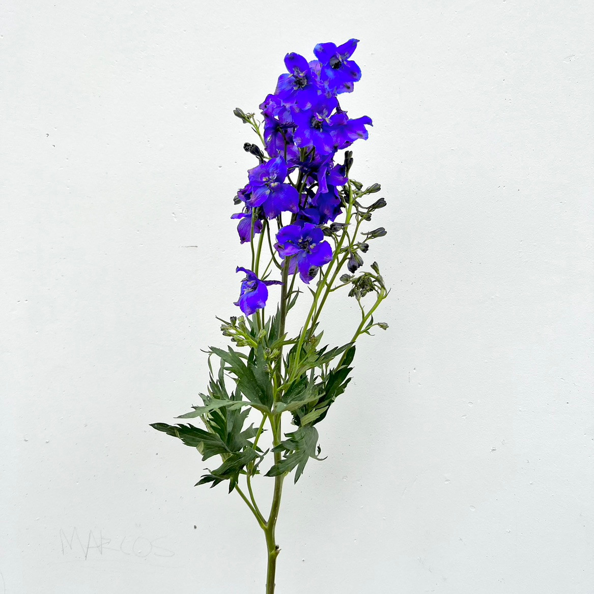 Dark Blue CA-Grown Delphinium | Ramirez Wholesale