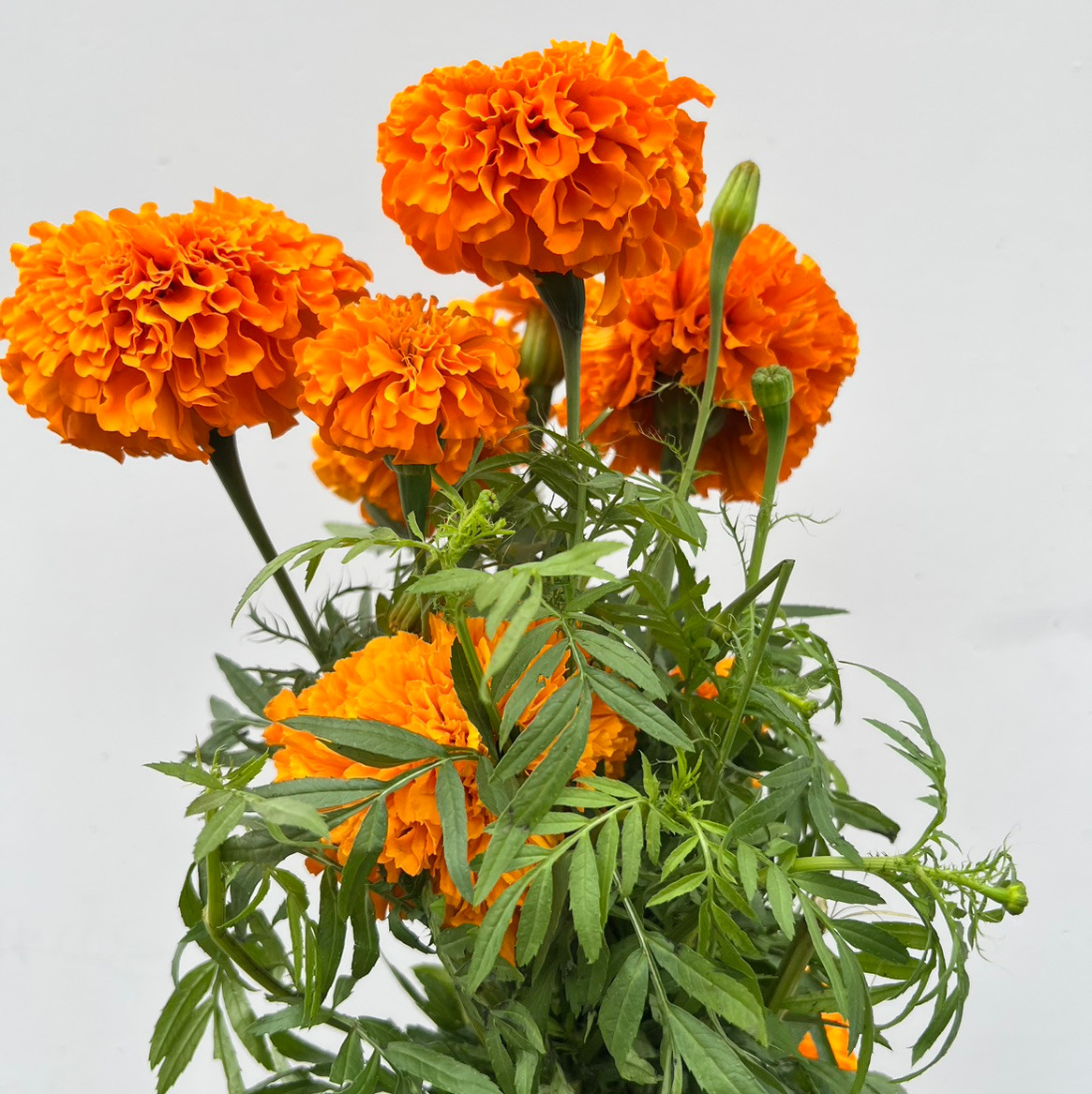 Orange Marigolds - Ramirez Wholesale