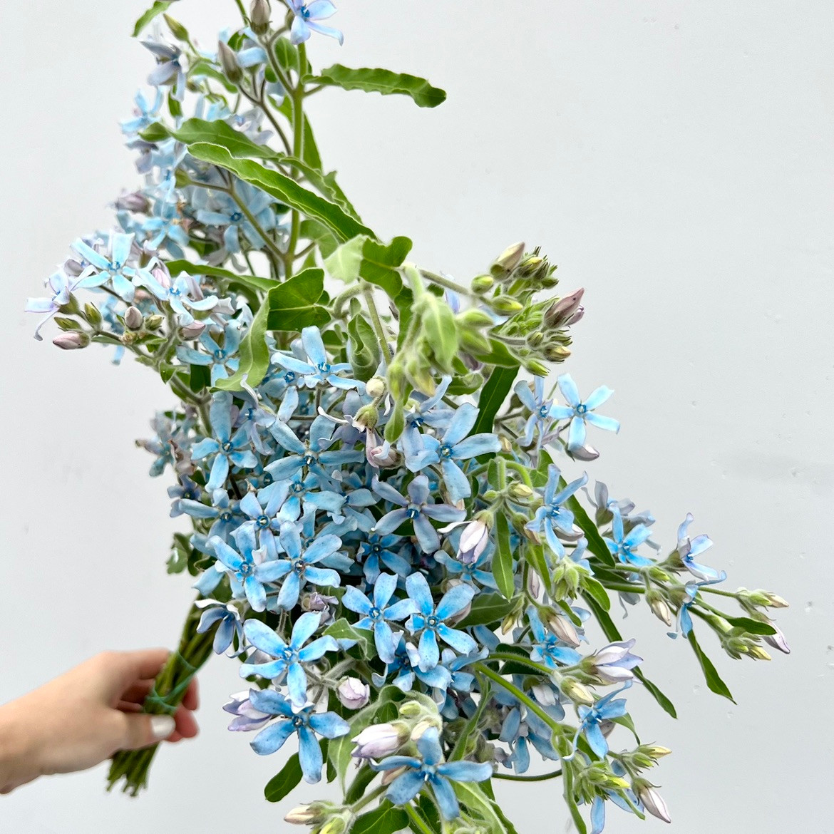 バレエ grateful checked flower smoke blue stina Tweedia Blue - 5st. - Ramirez Wholesale Flowers Inc