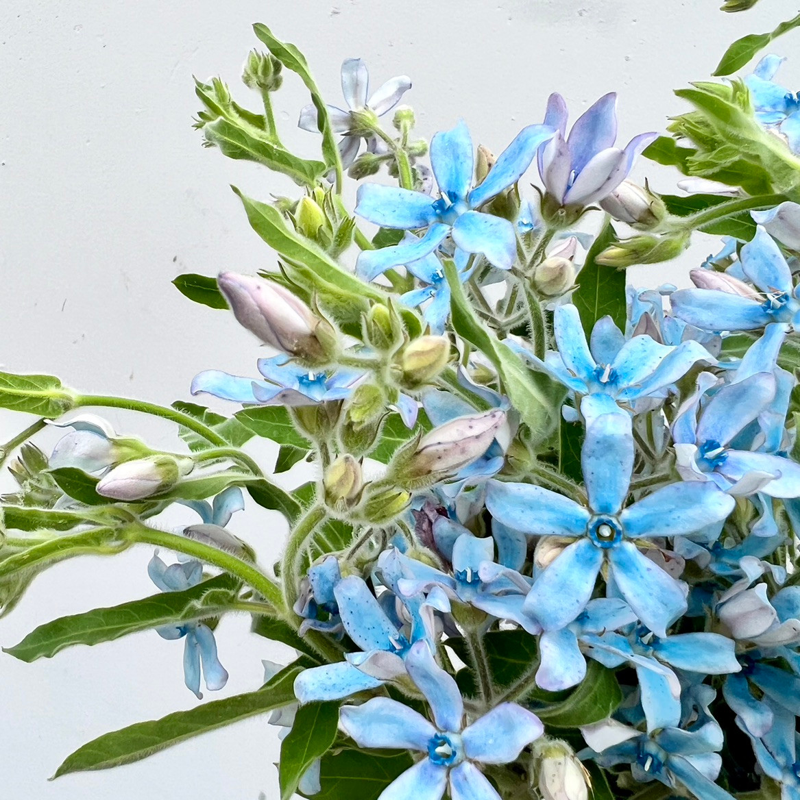 Tweedia Blue - 5st. - Ramirez Wholesale Flowers Inc