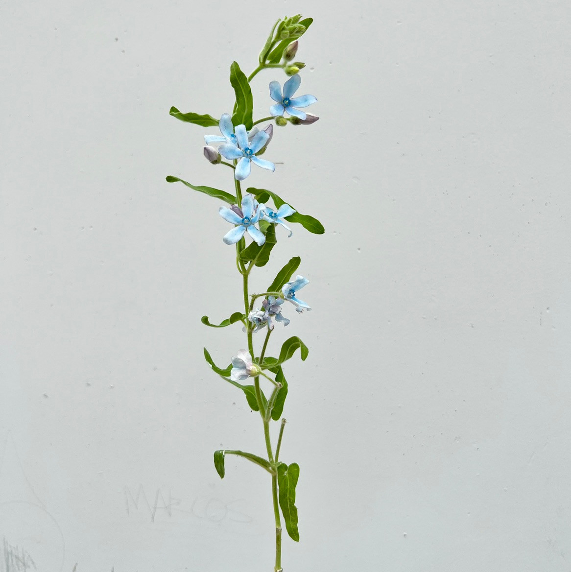 Tweedia Blue - 5st. - Ramirez Wholesale Flowers Inc