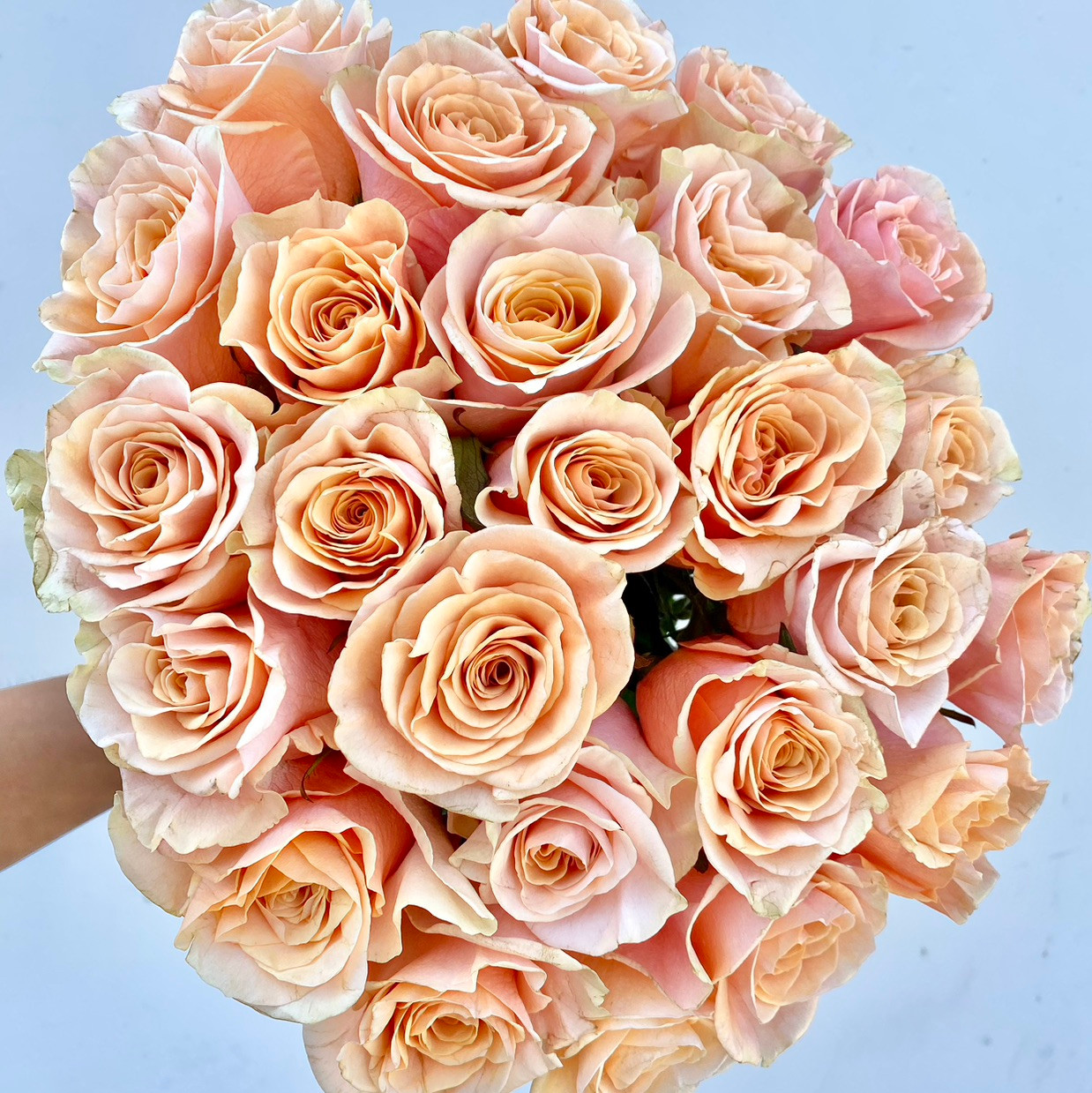 Pheonix Rose - 25st - Ramirez Wholesale Flowers Inc