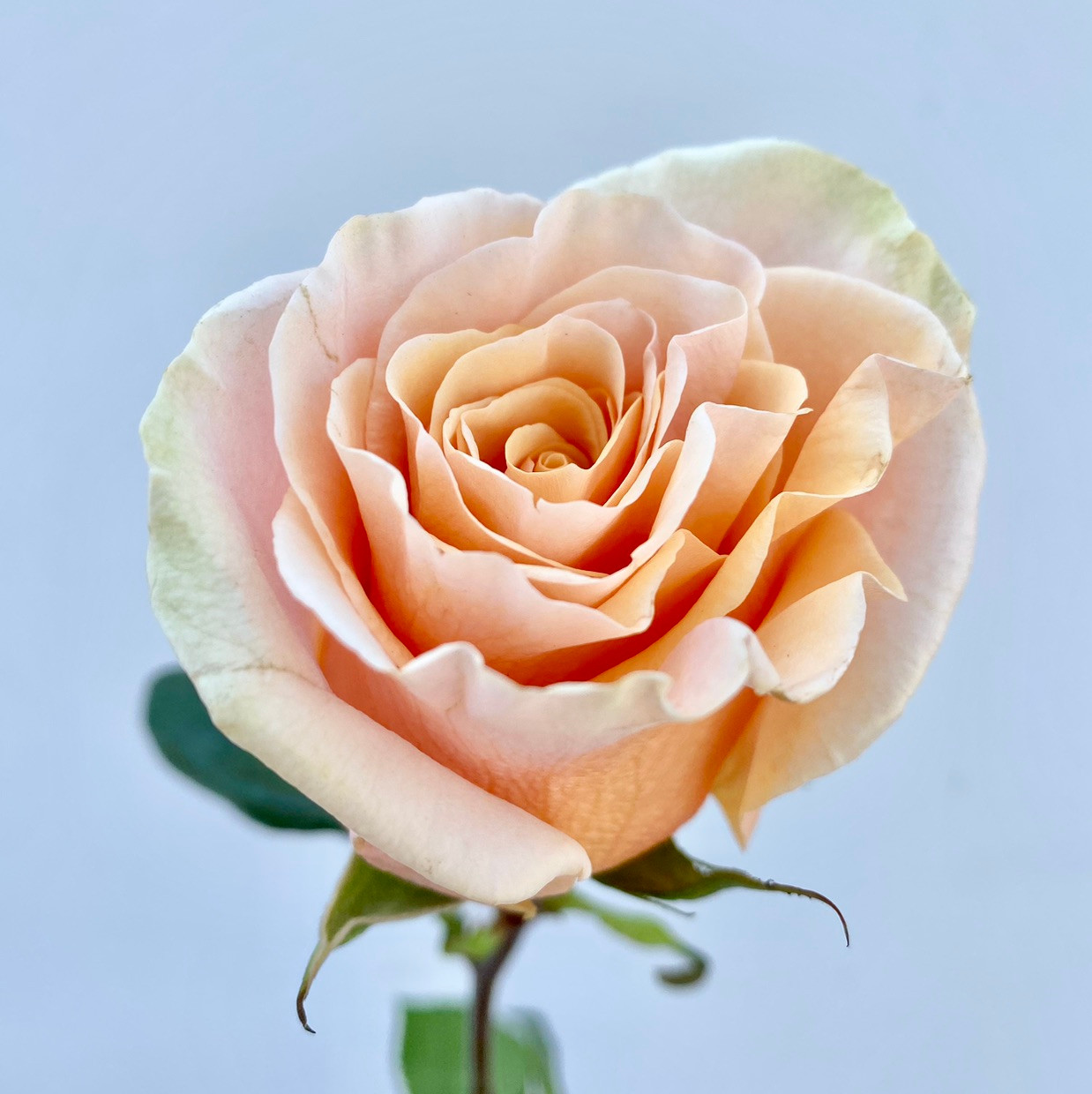 Pheonix Rose - 25st - Ramirez Wholesale Flowers Inc